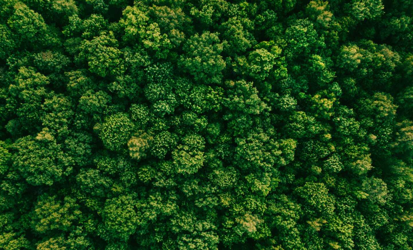 picture of a forest from above