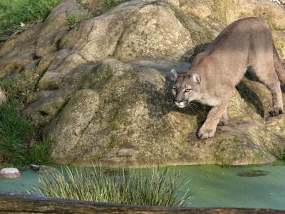 picture of a mountain lion at a zoo