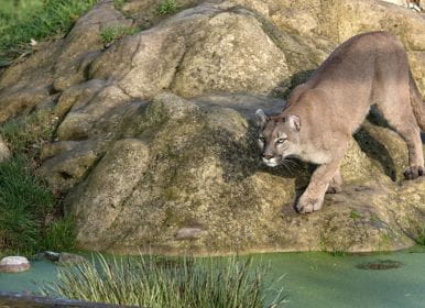 picture of a mountain lion at a zoo