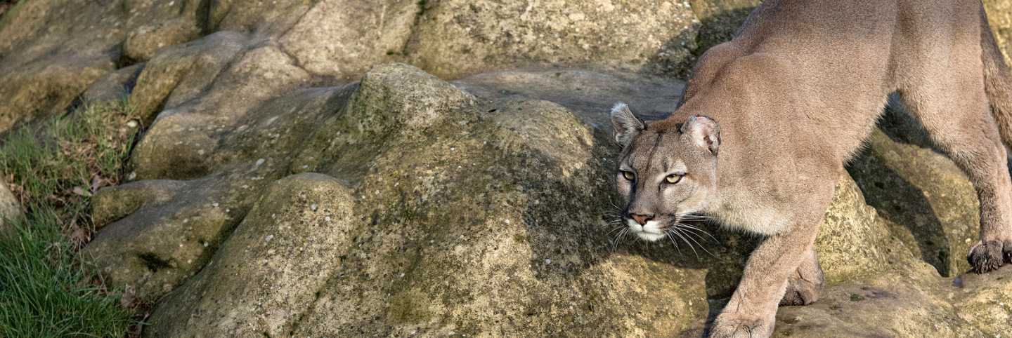 picture of a mountain lion at a zoo
